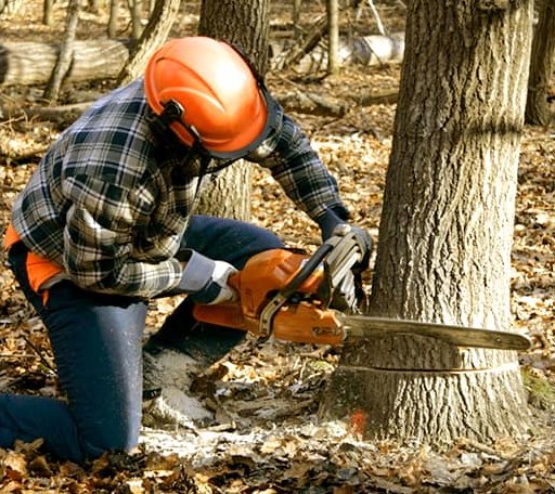 Tree Removal in Bad Axe, MI